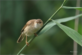 <p>RÁKOSNÍK OBECNÝ (Acrocephalus scirpaceus) - jižní Morava ---- /Eurasian reed warbler – Teichrohrsänger/</p>